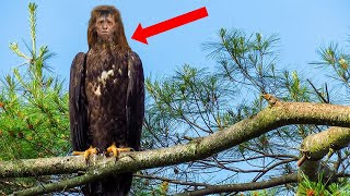 30 STRANGE BIRDS YOU WON'T BELIEVE EXIST!