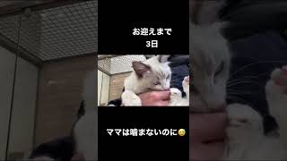 噛まれる飼い主とよく噛む子猫がこちらです。#シアン #ラグドール #子猫 #猫 #猫動画 #cat #shorts #お迎え #gatto