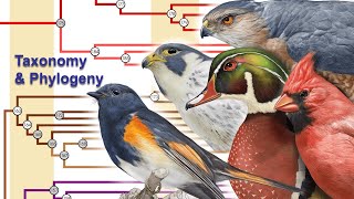 Phylogeny and Taxonomy