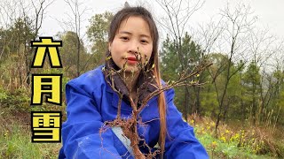 在農村當草一樣扔掉的六月雪，婷丫頭挖來做盆景，可美了