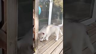 シベリアンハスキーの子犬がやって来た！！