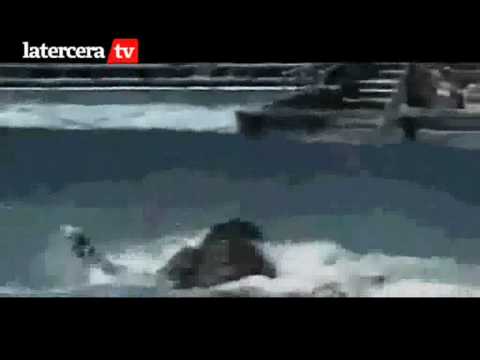 Vídeo De Orca Que Mata A Su Entrenadora Jessica Radcliffe Es Real