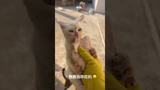 猫咪的迷惑行为 动物的迷惑行为 傻猫的日常 神奇动物在抖音 这猫一看就是练家子