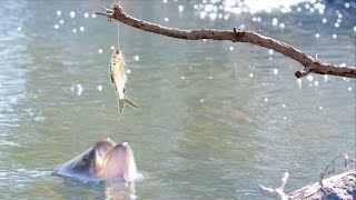 Bertha Jumps For Shad!