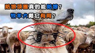 “防狼項圈”是什么，為啥狼都怕到不行？真的能保護牧羊犬嗎？“防狼项圈”是什么，为啥狼都怕到不行？真的能保护牧羊犬吗？