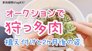 【多肉植物Vlog#37】オークションで狩っ多肉‼︎と、その2ヶ月後の成長具合。