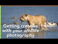 Getting creative with your wildlife photography