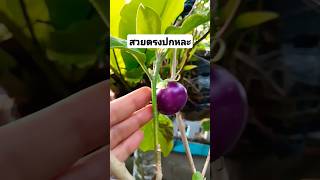 บังเอิญมันได้ปลูกมะเขือให้กรอบลูกดก #shots #garden #มะเขือเปราะ #มะเขือ