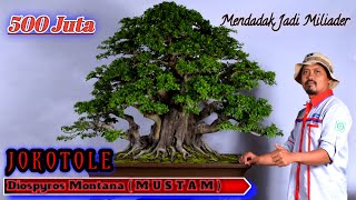 500 Juta Bonsai Mustam Miliader