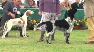 Windsor Championship Dog Show 2012 Gundog group