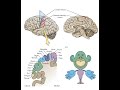 L1 Sensory system Receptors  spring 2021 Hussein F Sakr