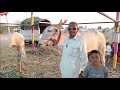 ಚಡಚಣ ಎತ್ತಿನ ಜಾತ್ರೆ chadchan cattle fair in karnataka 2025