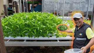 Create Your Own Floating Water Spinach Garden - Easy DIY Guide!