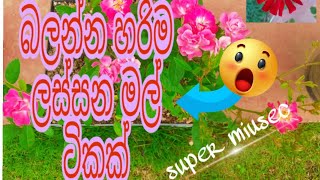 #Beautiful #flowers #rivers       ලස්සන මල් වර්ග කීපයක් miusec video.....