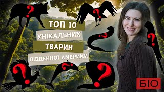 ТОП 10 унікальних тварин Південної Америки, про яких мало що відомо, дивовижні ендеміки @bio_UA