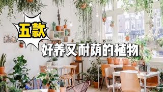 夏天养绣球花，牢记这3个养护要点，不黄叶安全度夏