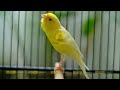 a special canary to seduce all the canaries the belgian singing canary lv17