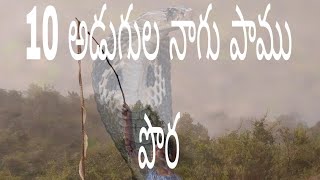 10 ఫీట్ నాగుపాము పొర , నిజం అయిన నాగు పాము పొర ! king cobra skin 10 feet !orginal skin king cobra