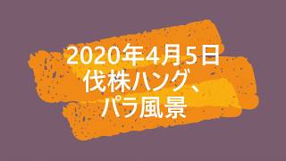 2020年4月5日伐株ハング、パラ風景