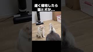 いつもより遅く帰宅したら猫と犬がこうなってた...#猫 #cat