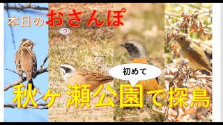 秋ヶ瀬公園（初訪問）で探鳥・カシラダカ・ホオジロ・ヒクイナ・本日のおっさんぽ