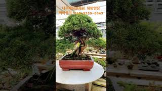 사어천향나무 작품 영상 #분재 #bonsai