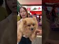 grotto pet market dog petmarket dogbreed puppy pets petlover shortsviral