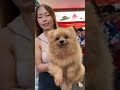 grotto pet market dog petmarket dogbreed puppy pets petlover shortsviral