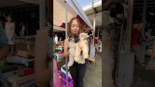 Grotto pet market #dog #petmarket #dogbreed #puppy #pets #petlover #shortsviral