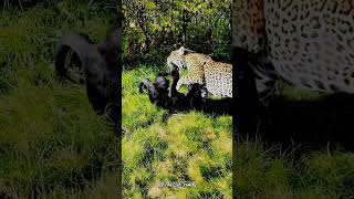 Black Panther and Leopard are playing | Big Cats | Panther & Leopard #shorts