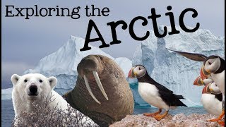 Exploring the Arctic for Kids: Arctic Animals and Climates for Children - FreeSc