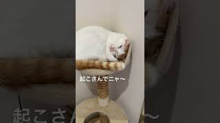 朝は眠い猫#猫動画#cat #猫と暮らす#ねこ癒やし #はちわれ猫