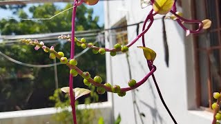 கொடி பசலை | Kodi pasalai | Red malabar spinach | Basella alba | @enpathivu  | #enpathivu