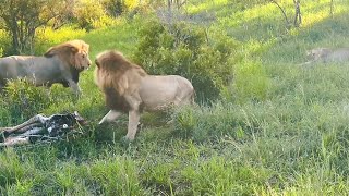 Lions attacking their Son | Plains camp Male Lions seen dominating their son | 15 January 2025