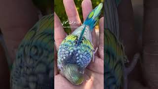 Rambow Spangle Budgieslove😍 Very Rare👌plzz subscribe Our channel \u0026 more Video's🙏🙏🤗 #shorts​#budgies​