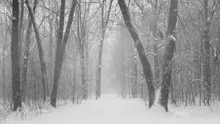 Лес.Парк.Зима.Метель.Звуки снежной бури для расслабления.