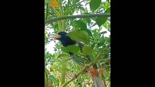 Great Barbet from Asia - Pehˇ oˍ - Piˇ oˍ lo-eˇ - Pi luˇ ma