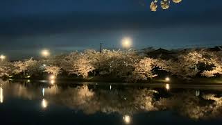 弘前城の桜2024(Cherry blossoms at Hirosaki castle,Aomori Japan)弘前城櫻花盛開