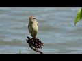 幼年红尾伯劳 brown shrike