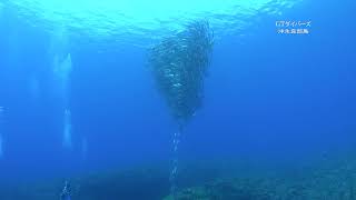 【沖永良部島】今日も連続ギンガメトルネード