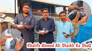 Khalifa Ahmed Ali Shaikh | Irfan Bahi K Sath Insan Teddy Kabutaron Ka ShoQ || Nasir Pigeons Official