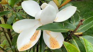 Blooming Magnolia grandiflora ALTA