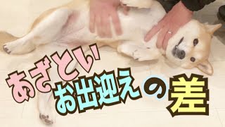 【柴犬 もみさん】女ってコワw目つきが違いすぎ！あざとい犬のパパとママのお出迎えの差は広がるばかり　Welcome to Shiba Inu Momisan