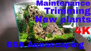 Maintenance, Trimming, and new plants (Anubias Barteri var. nana Bonsai)