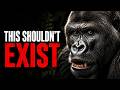 Nothing About Gorillas Should Be Possible