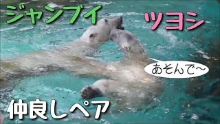 ホッキョクグマ　ズーラシアのツヨシとジャンブイ