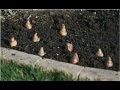 Spring Planting - How to Plant a Bulb