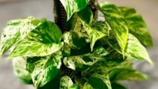 Pothos Propagation made Easy with Natural Fertilizer