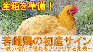 若雌鶏の初産サイン～狭い暗所に隠れるソワソワするニワトリ初卵の兆候～