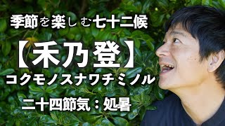 『禾乃登〜七十二候〜』今日は、9月2日,二十四節気は立秋、七十ニ候は禾乃登（コクモノスナワチミノル）に入りました。四季の流れにそって暮らすことで、自然と人生の流れも良くなってきます。